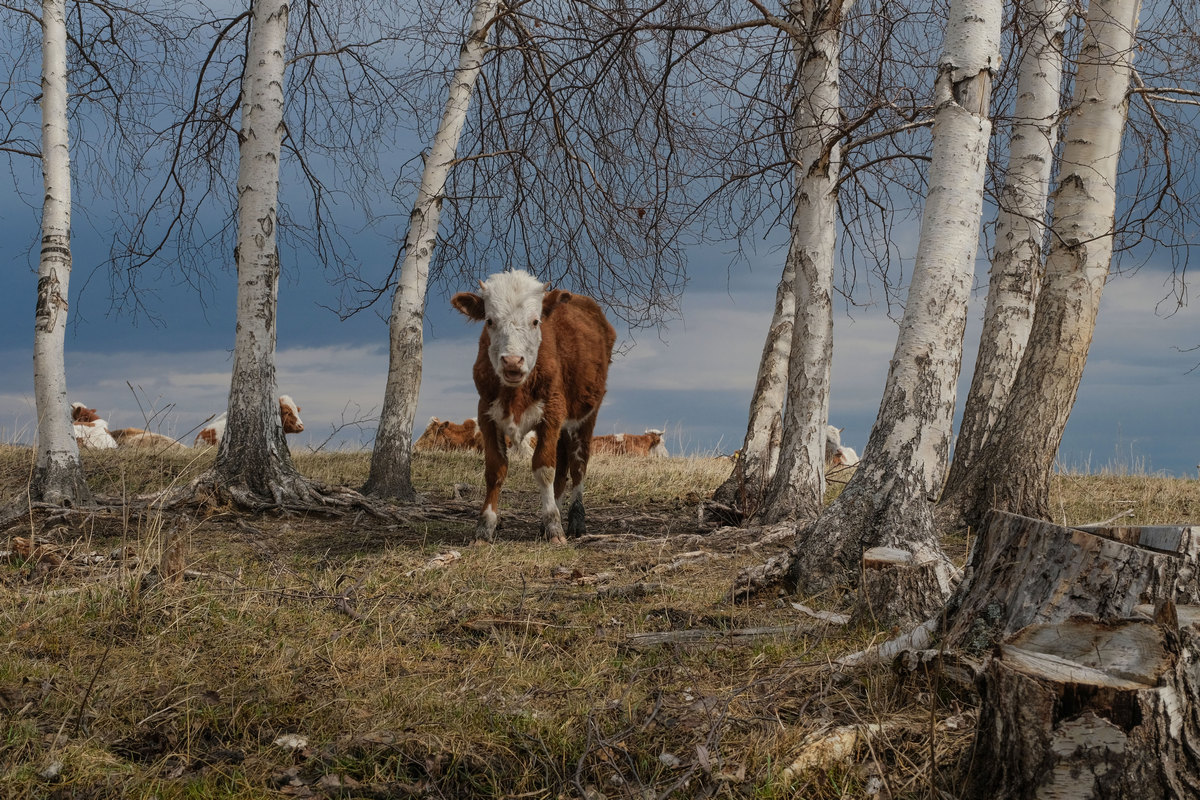 Тихий час должен охраняться.