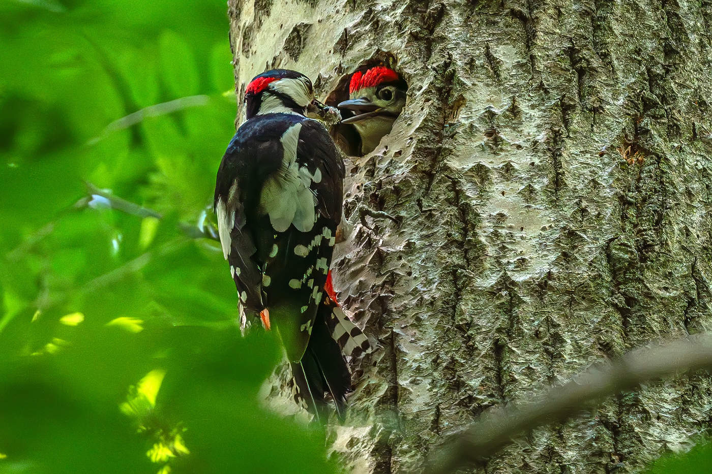 Родительские хлопоты