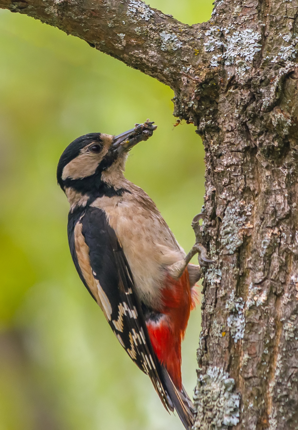 про храброго муравья