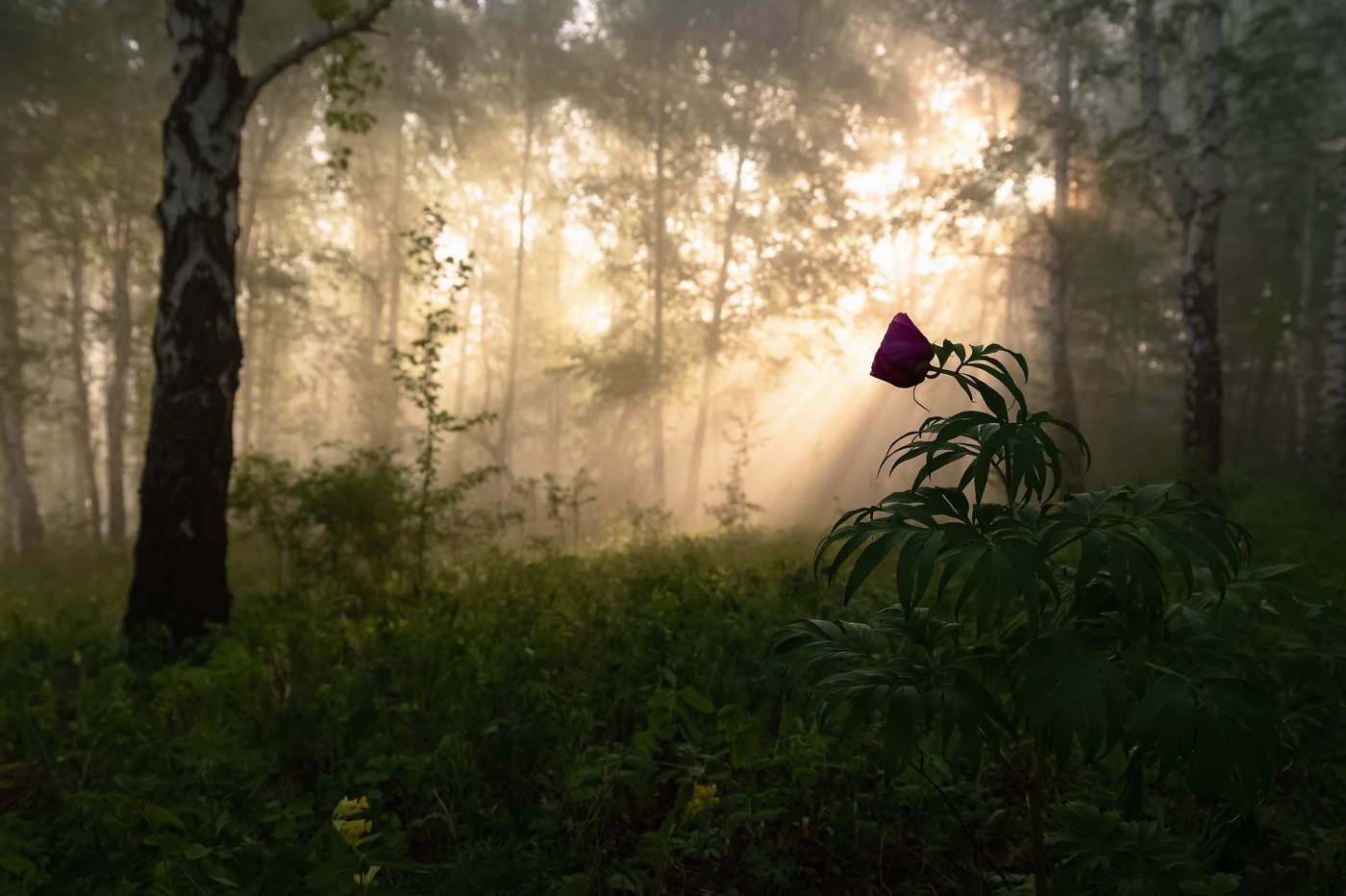 Цветочек аленький