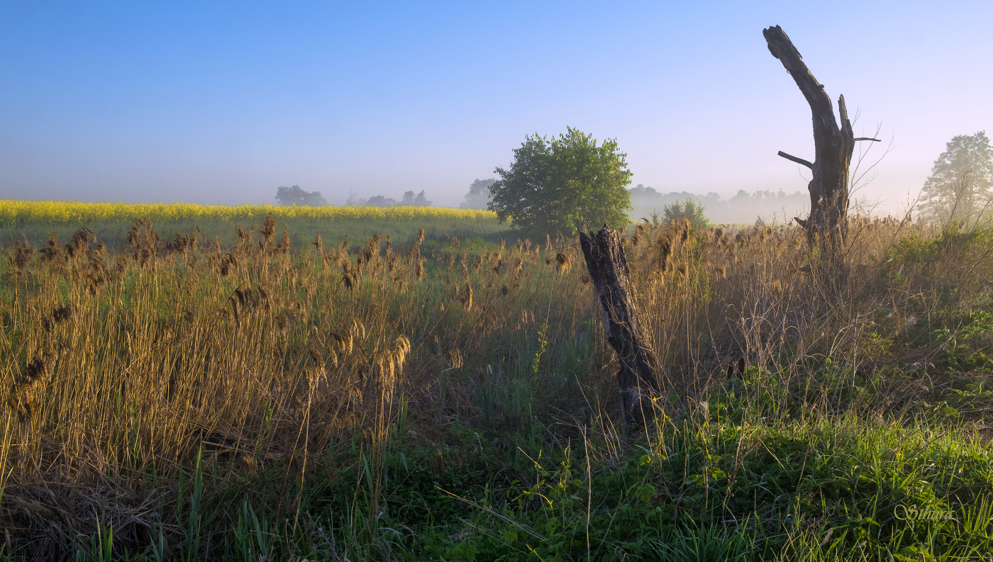 Утреннее поле.