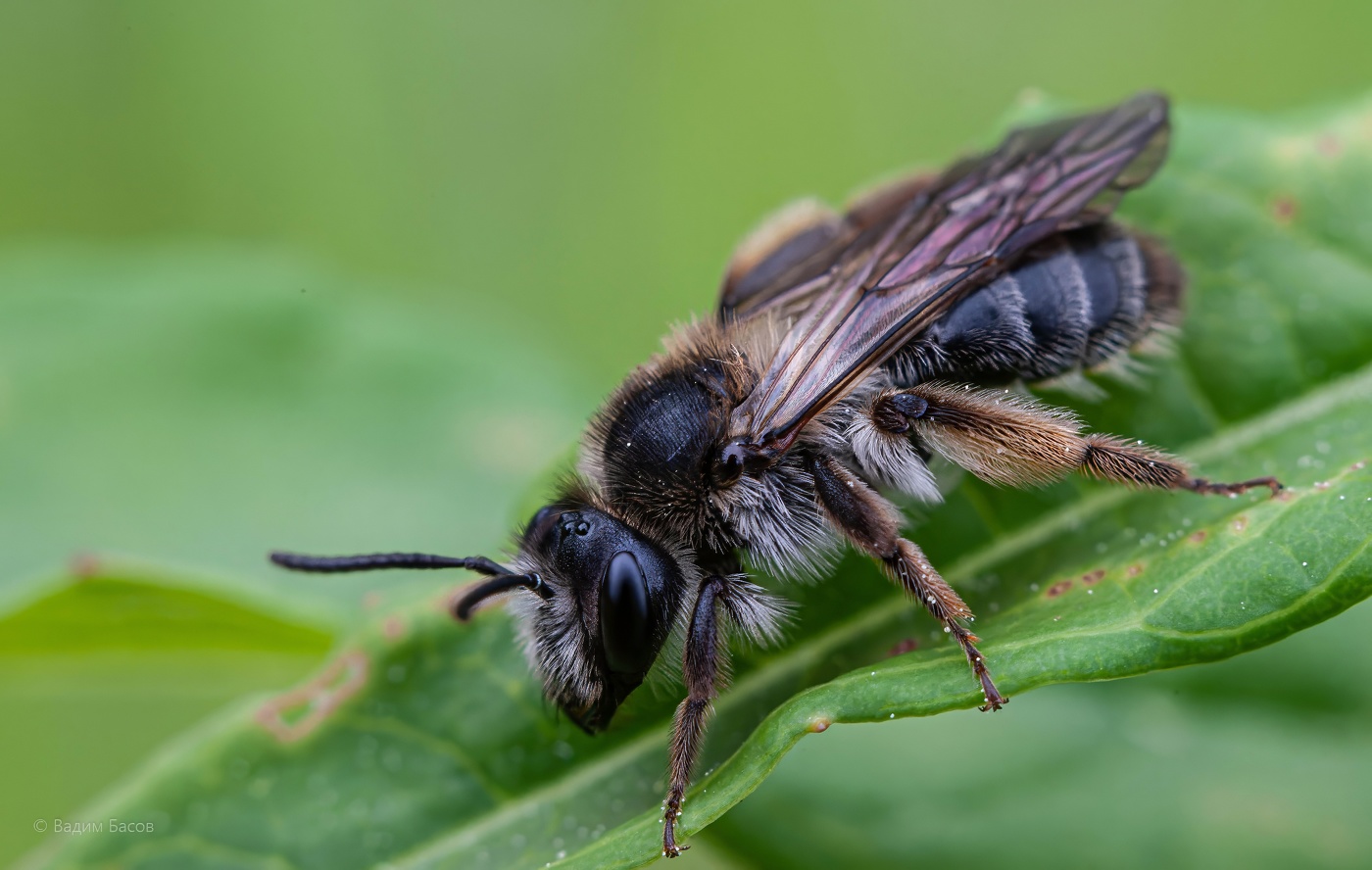 Андрены, или земляные пчёлы.