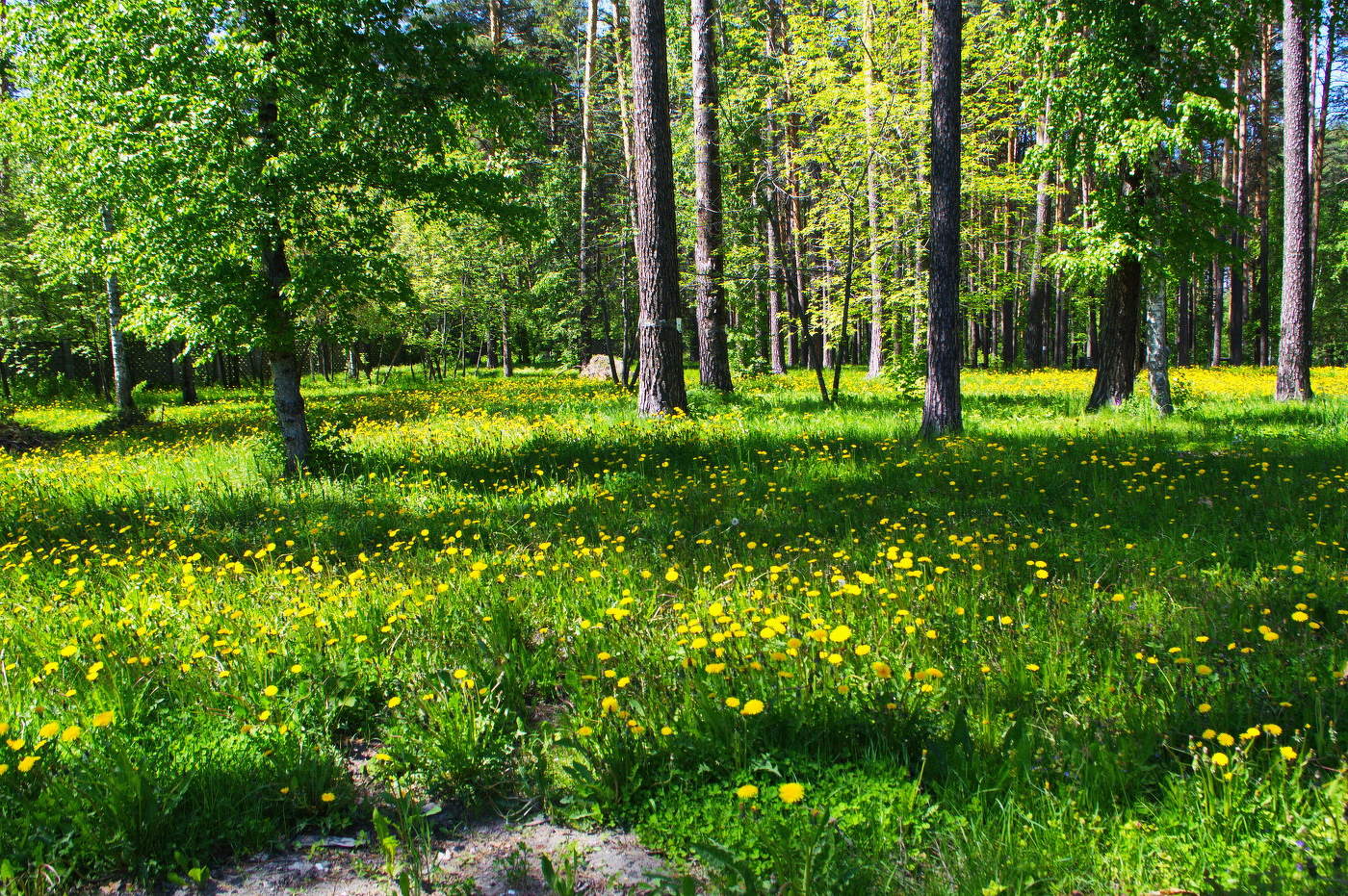 одуванчики