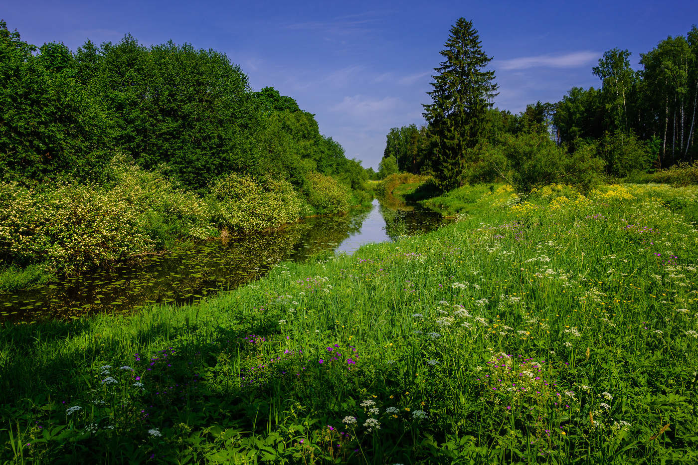 Яркая зелень июня.