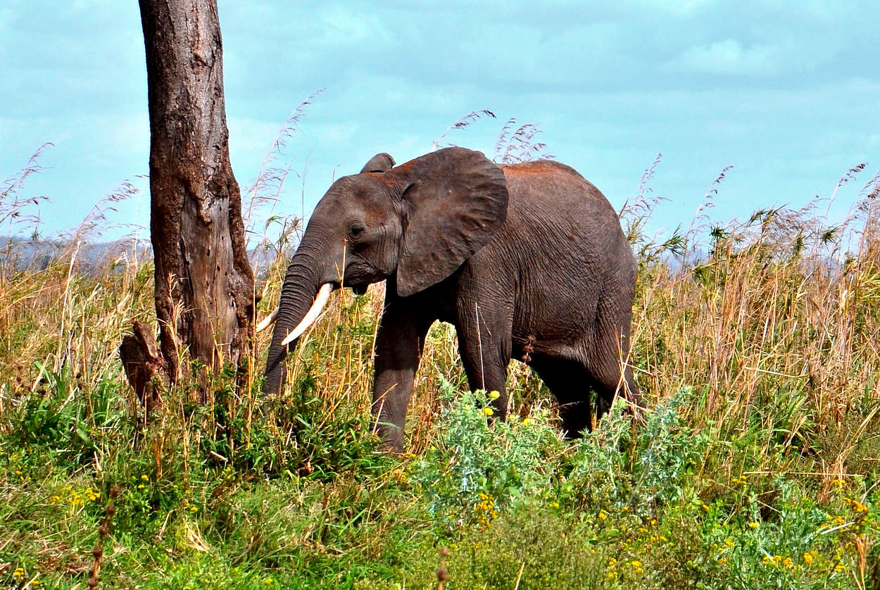 Молодой африканский слон в саванне