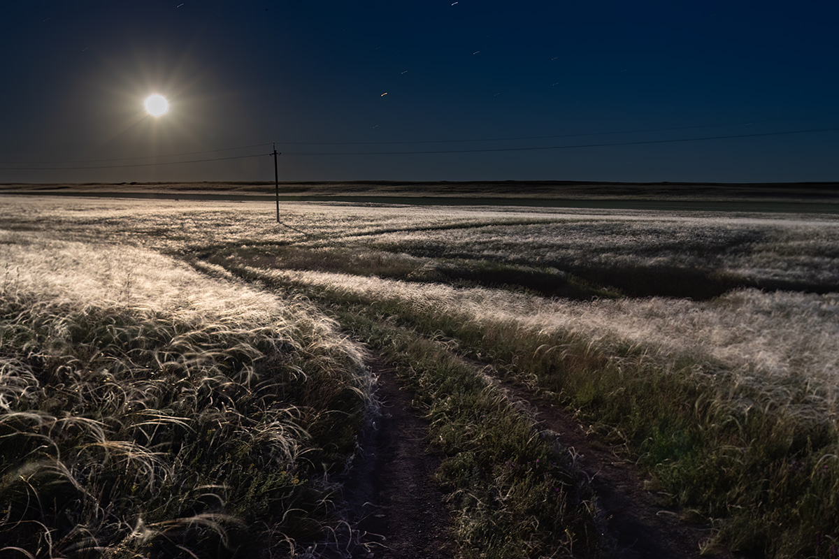 Ковыль под луной