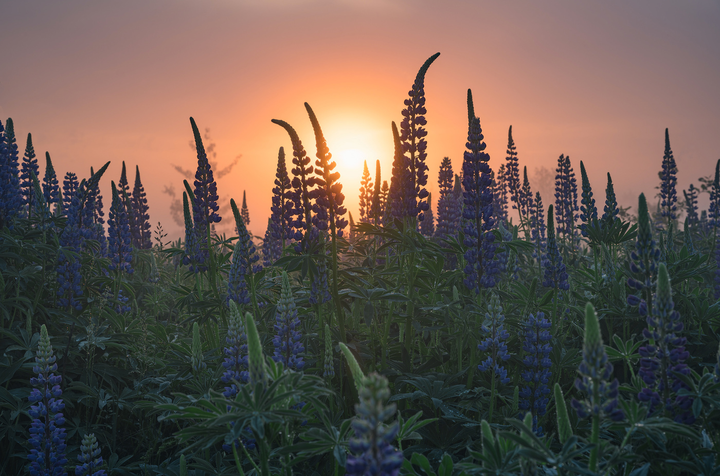 Люпиновый рассвет
