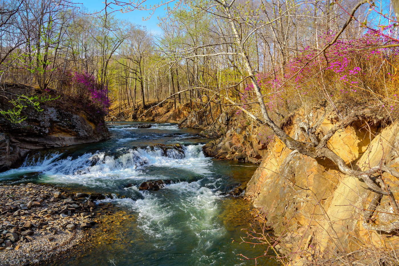 Багульник зацвел...