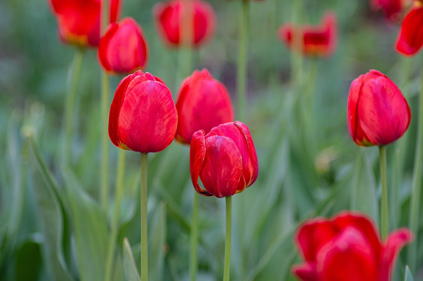 Пора тюльпанов