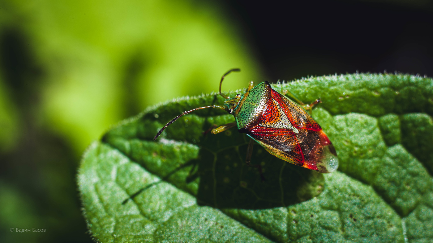 Древесные щитники.
