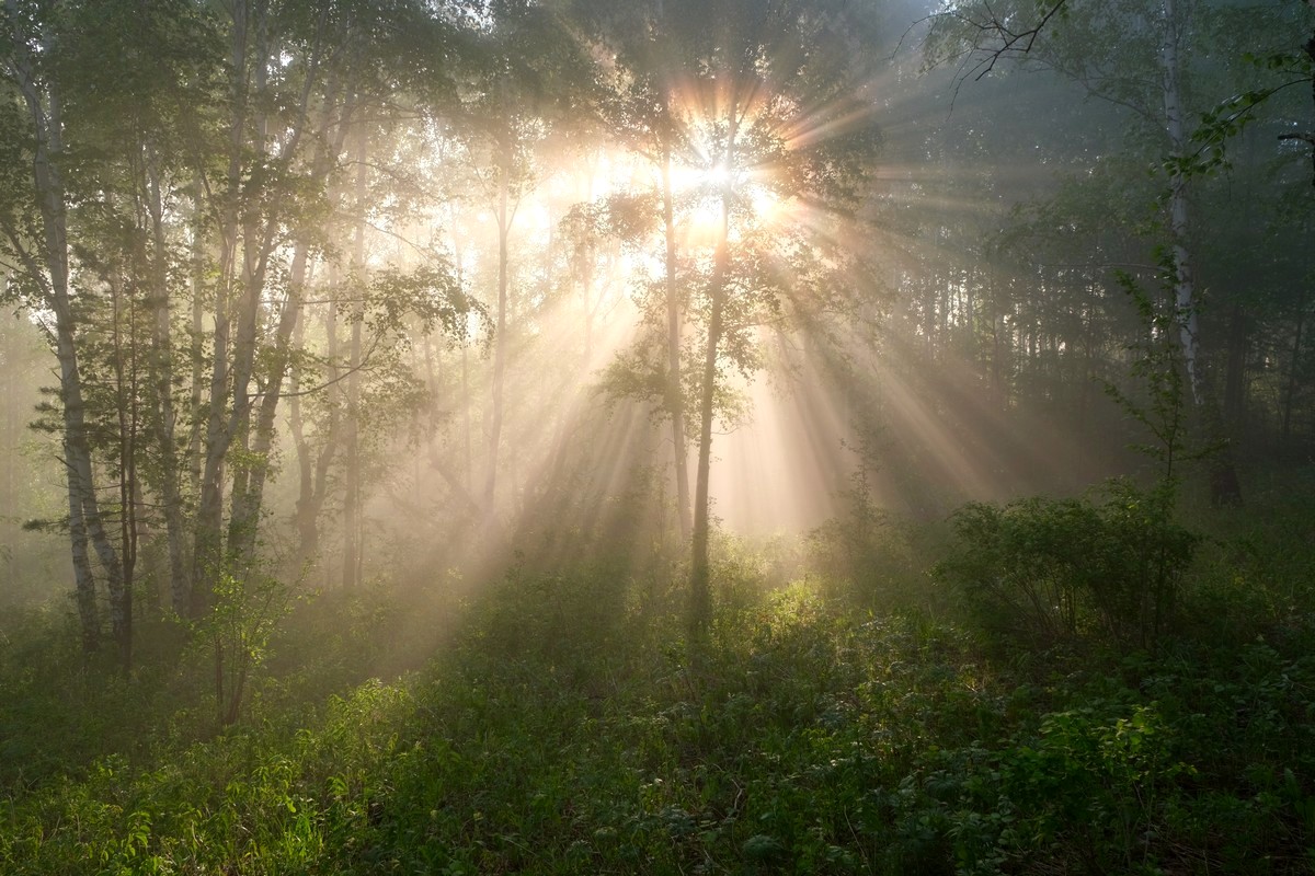 Лучи солнца будят природу.