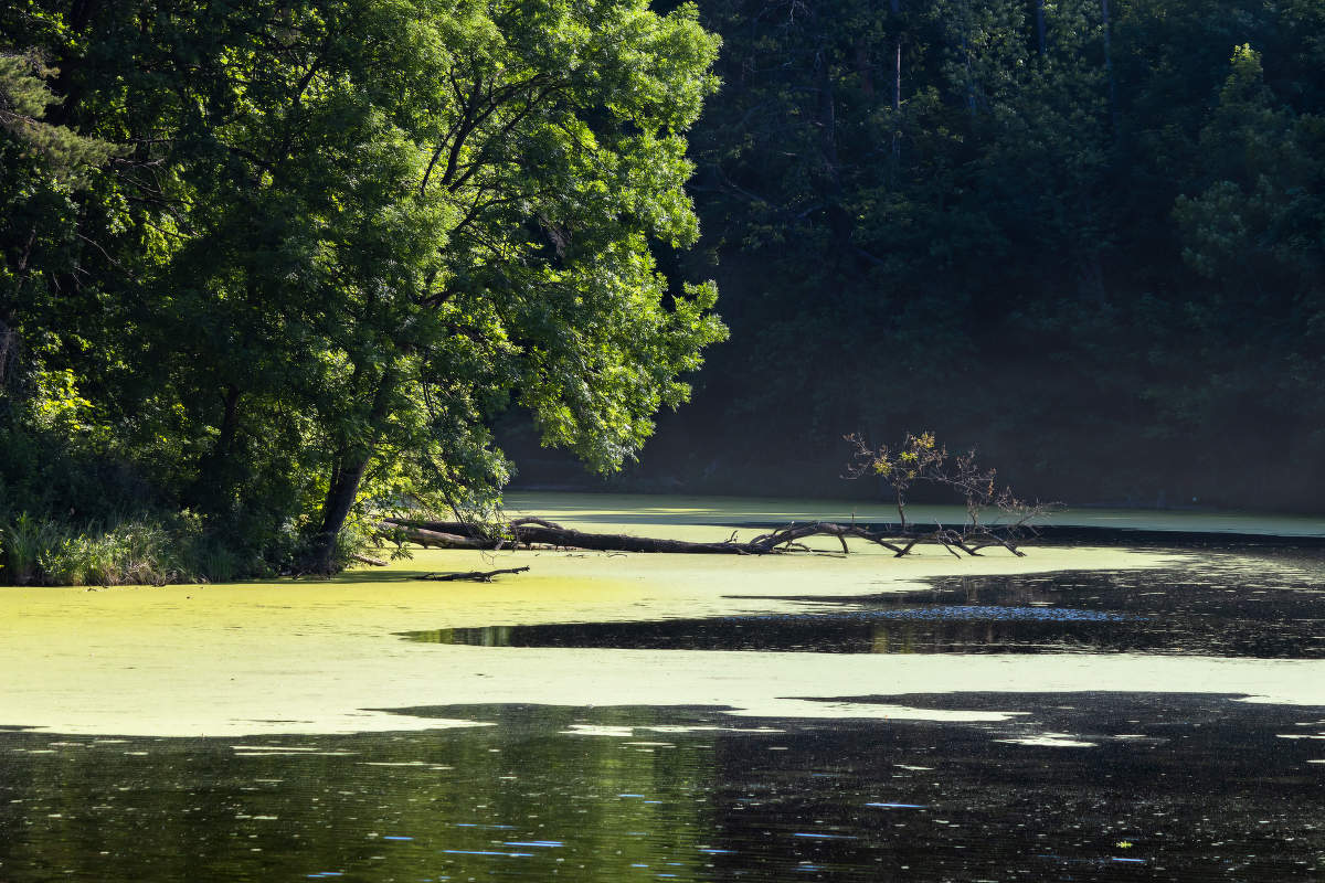 Утро в затоне.