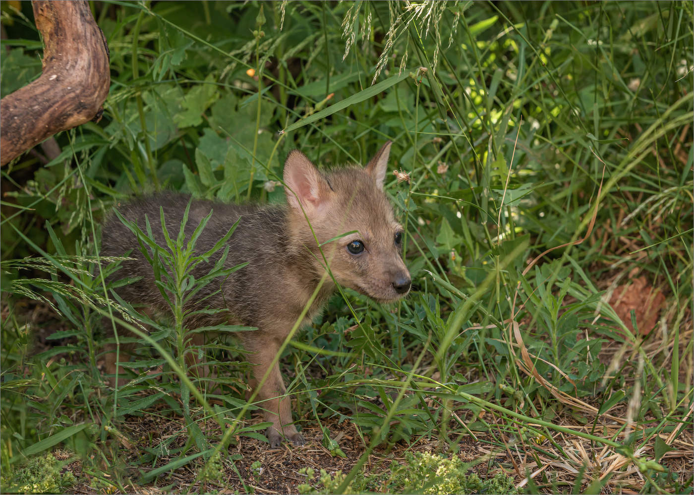 Любопытный