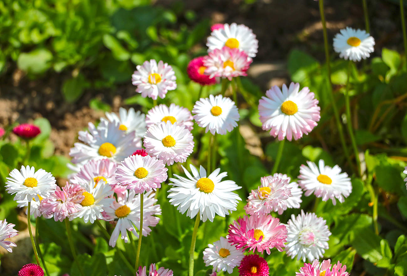 Дружная семейка маргариточек