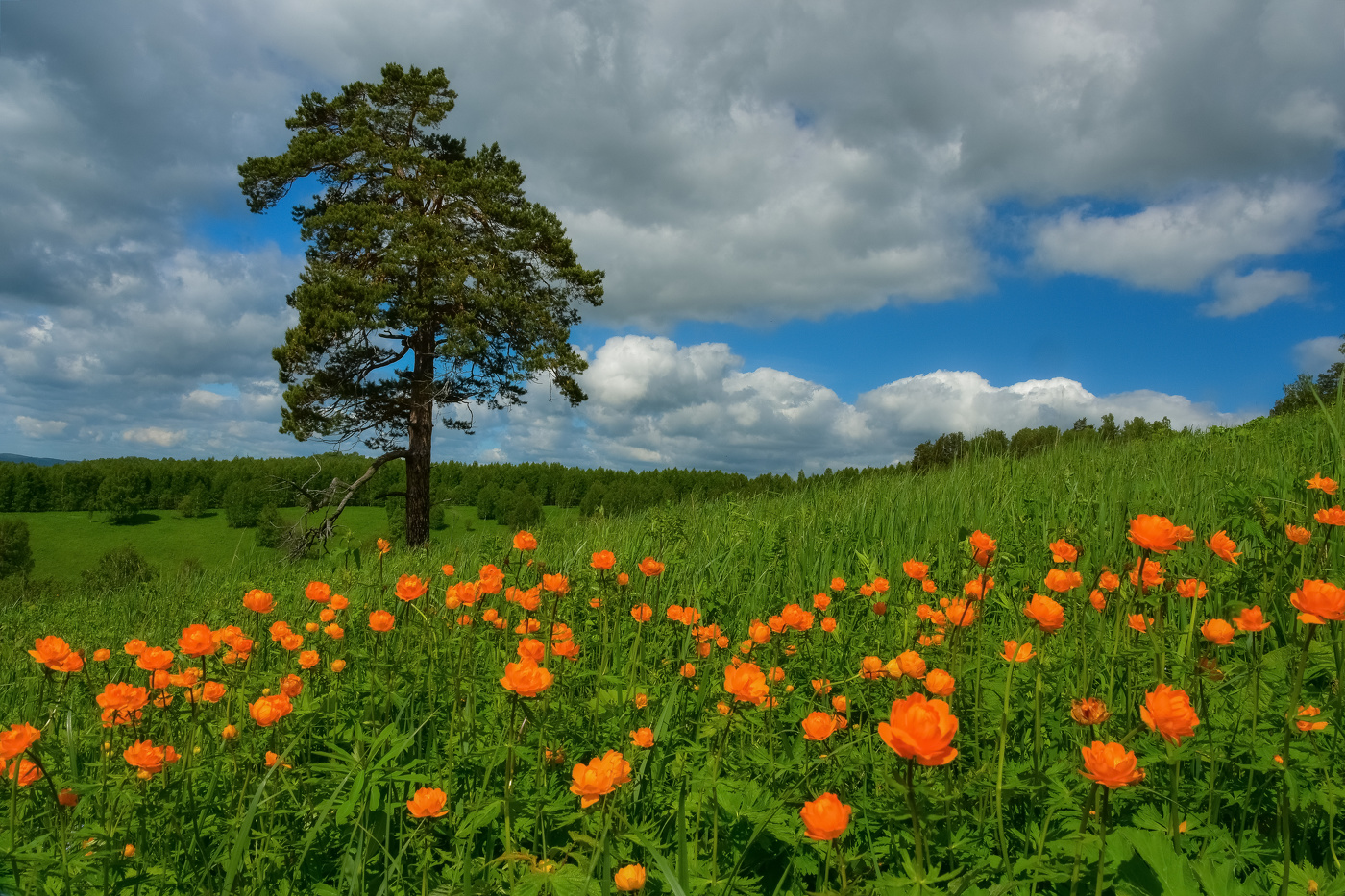 Одинокая сосна, цветущая на лугу