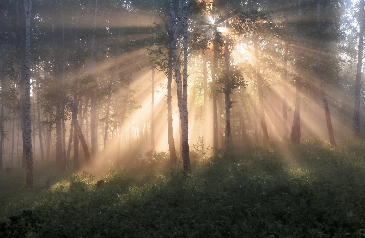 Льется свет