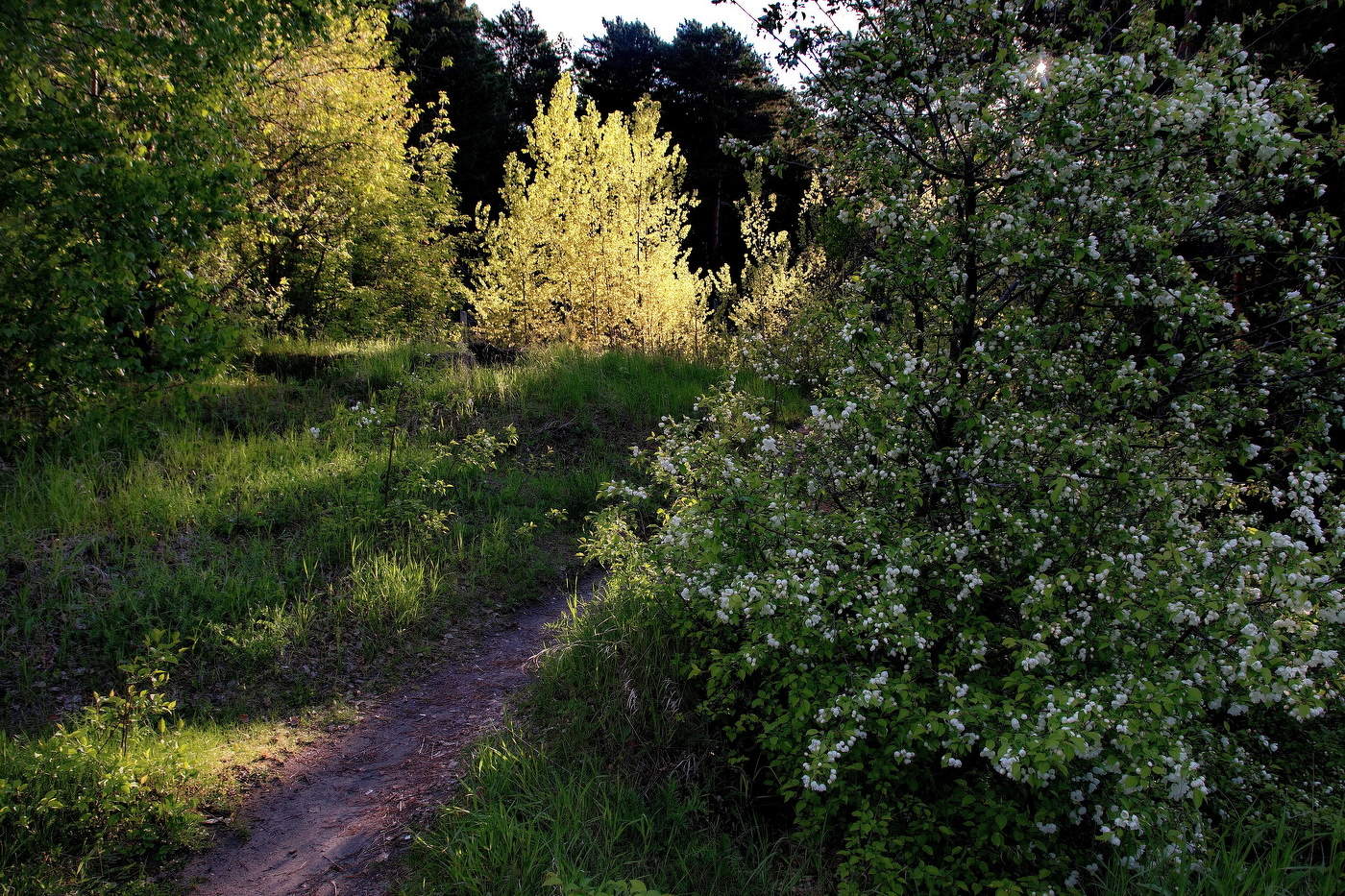 *Тёплый вечер.**