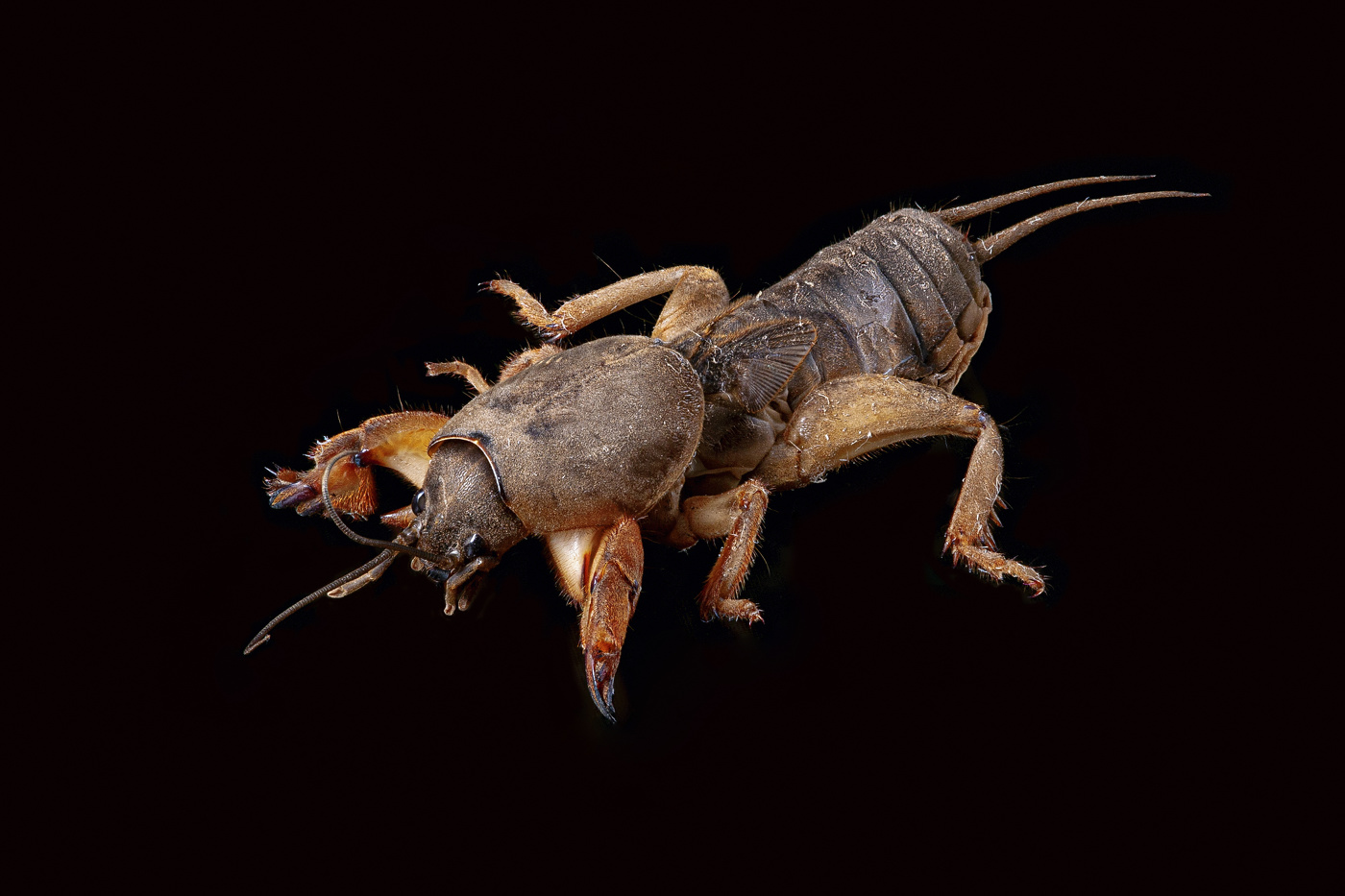 Gryllotalpa gryllotalpa