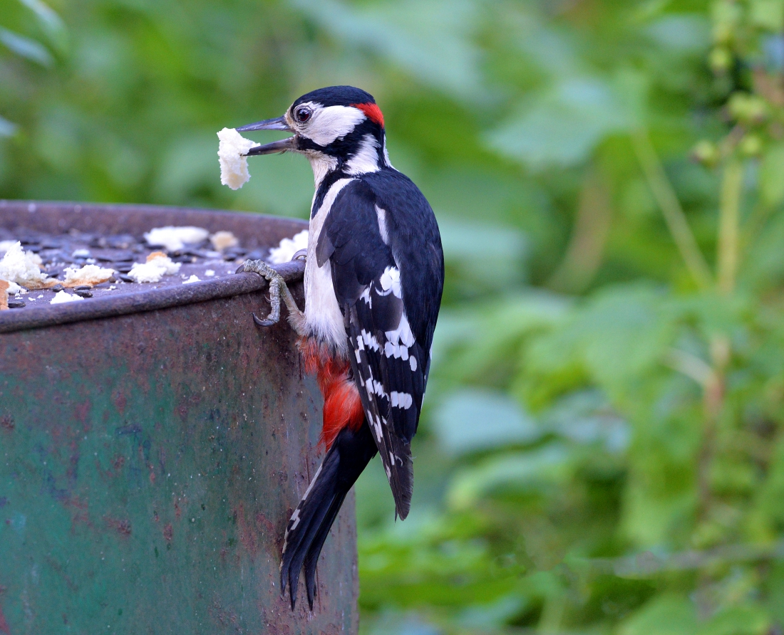 Пестрый дятел