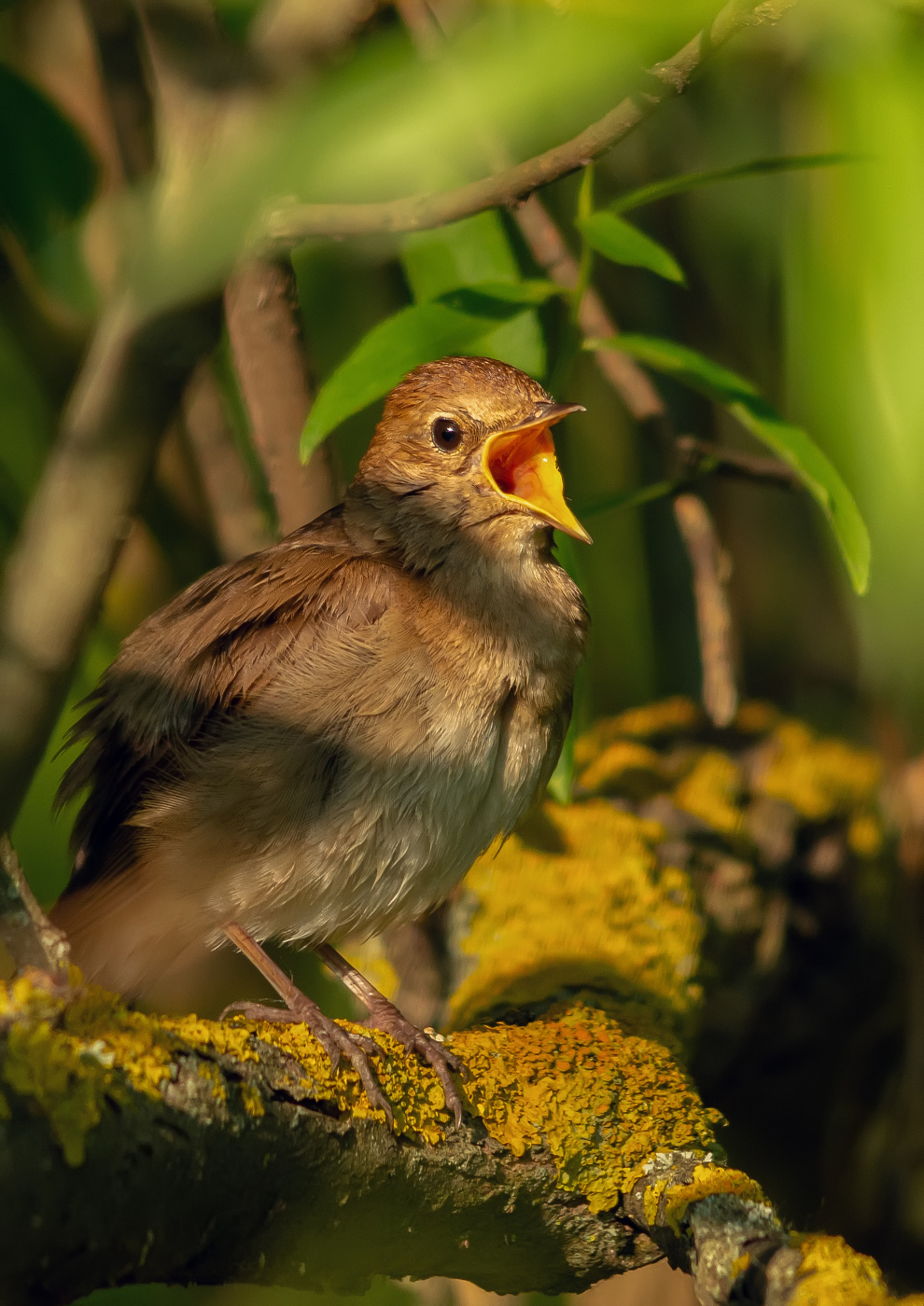 последняя мелодия этого лета