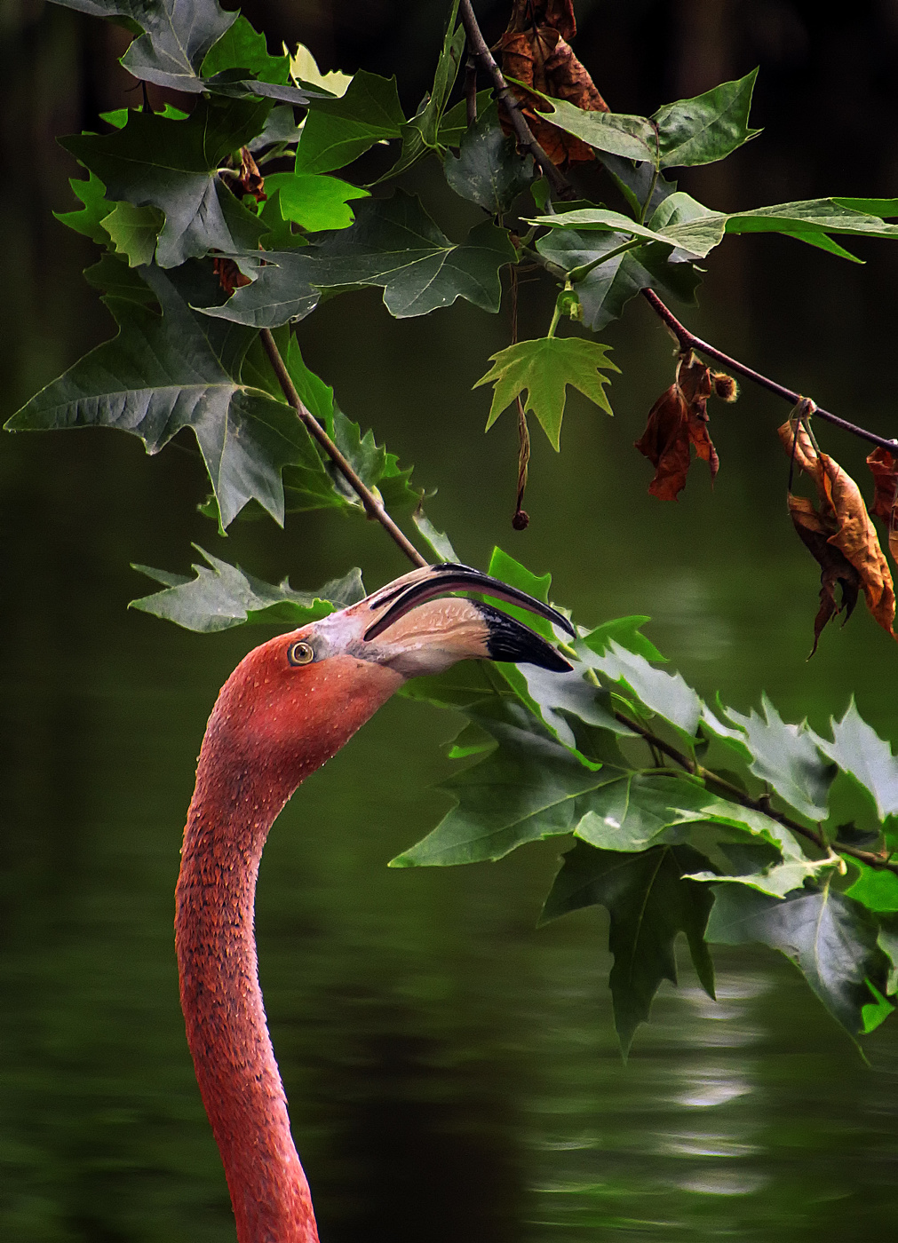 Фламинго и платан