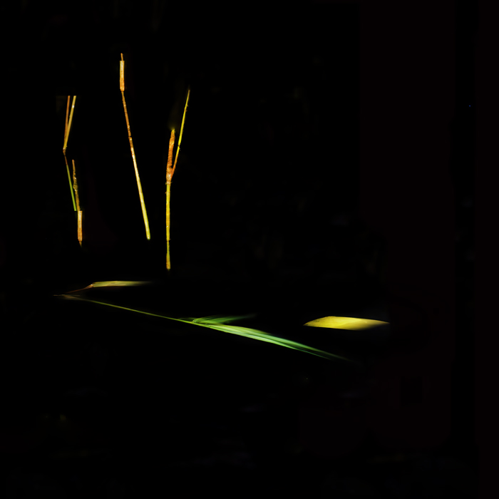 Трава у берега Волги-6