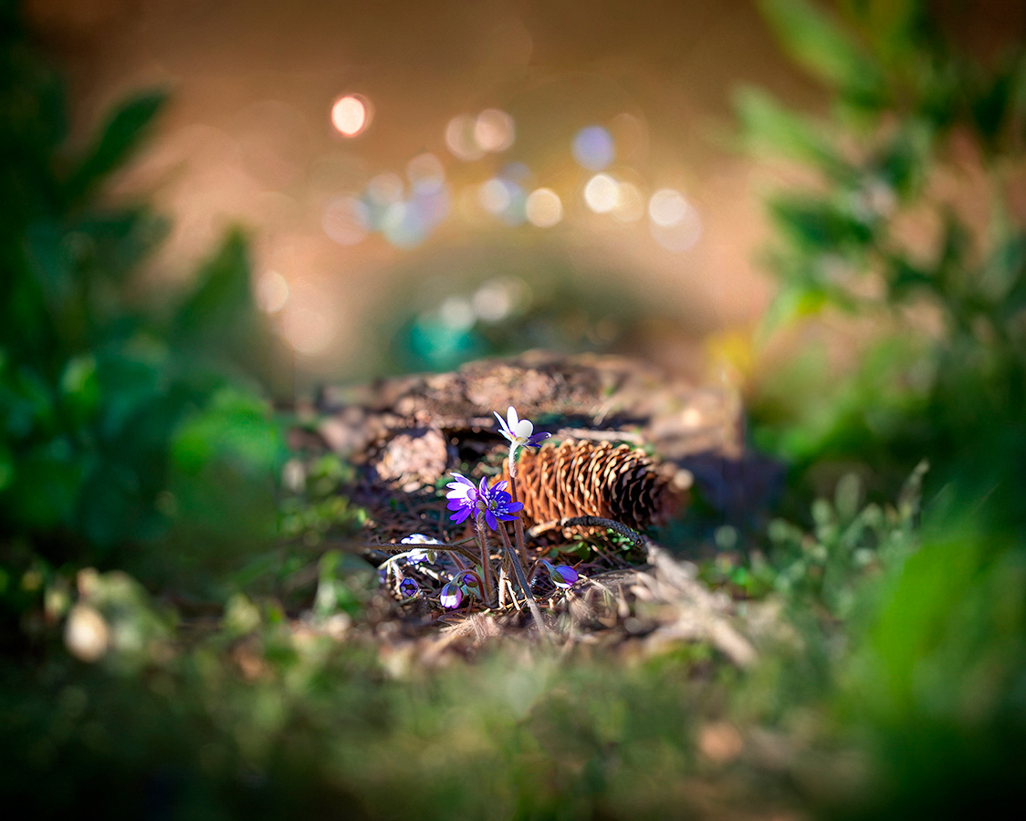 Весенние цветы