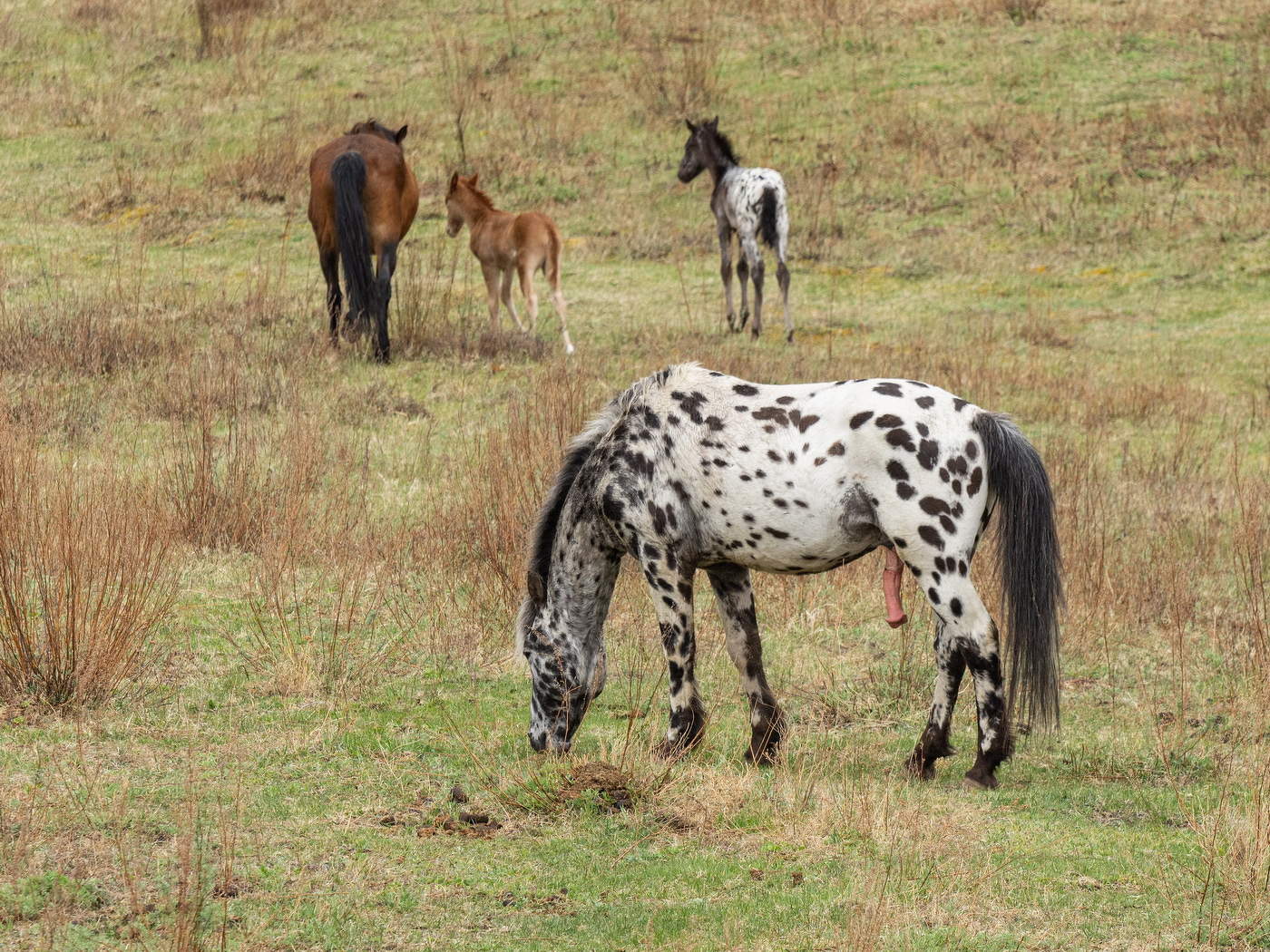 Отец семейства.