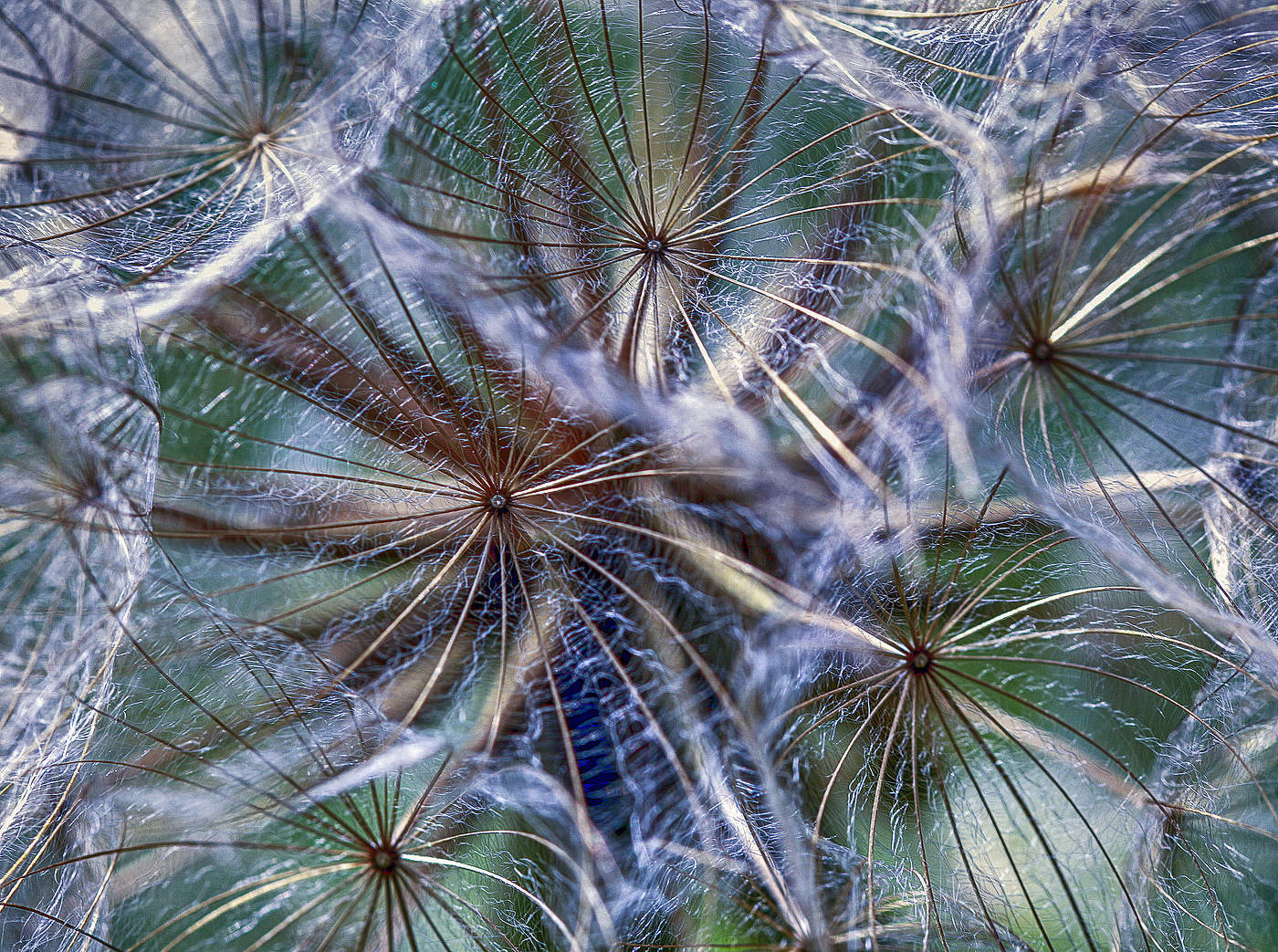 Парасольки