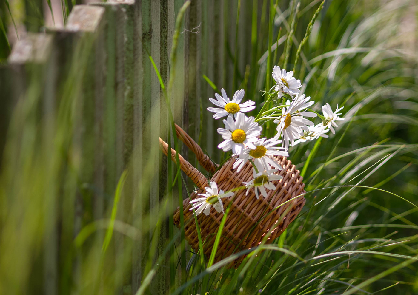 Ромашковое лето