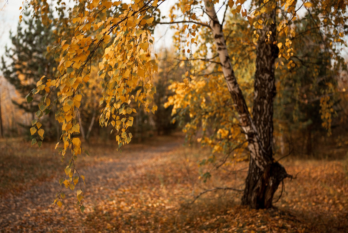 Осенний поклон.