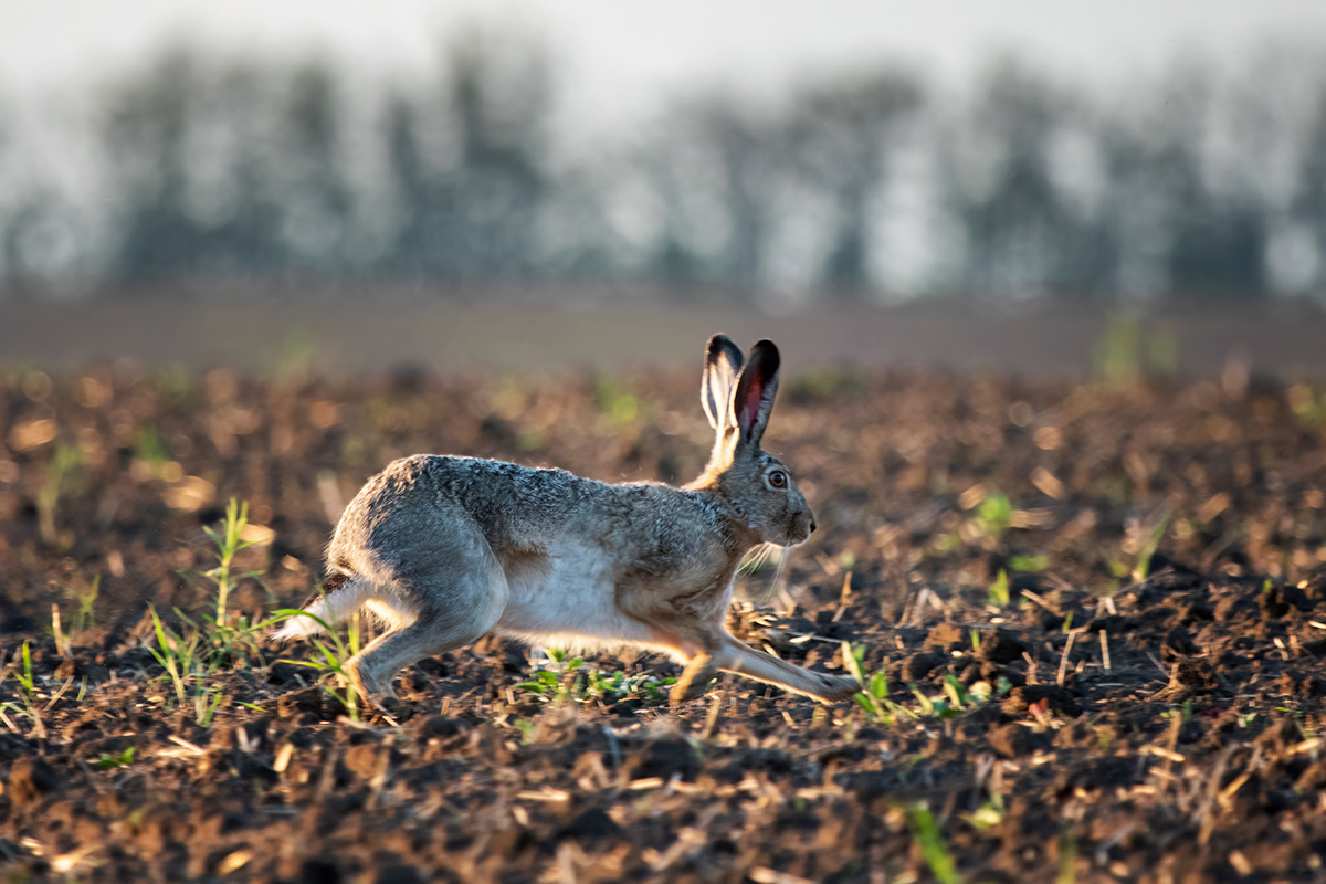 Заяц по зяби