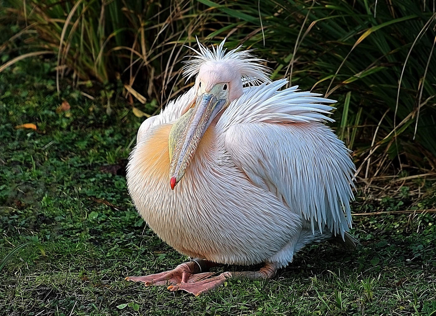 ЁЖИК в ТРАВЕ