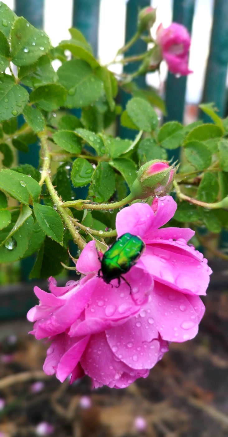 цветы шиповника