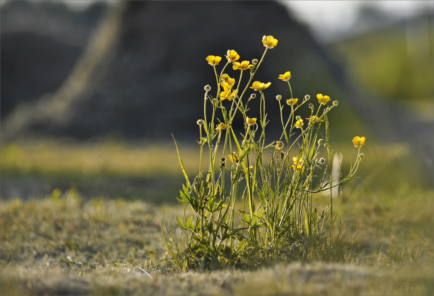 Нескошенные