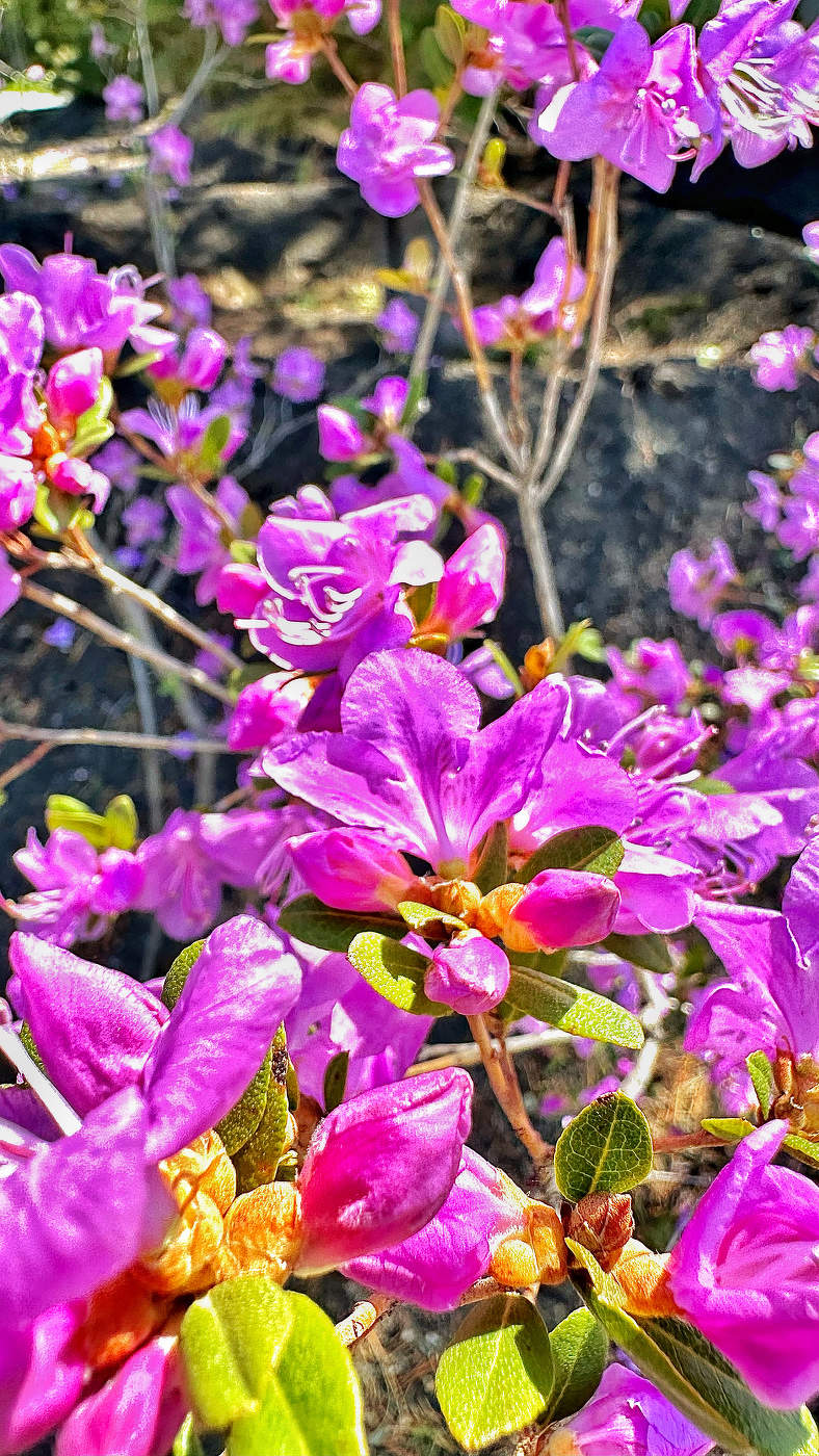 Рододендрон