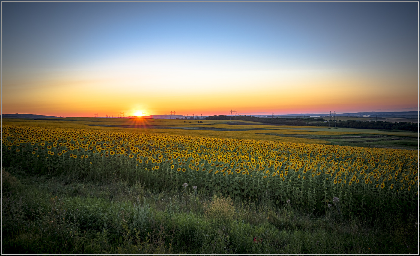 Подсолнухи
