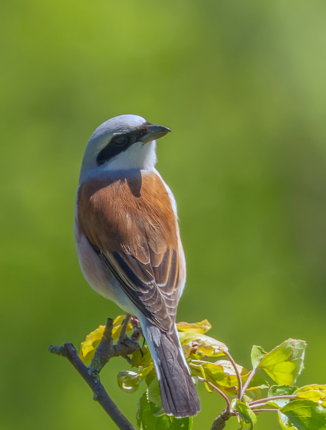 оглянулся...