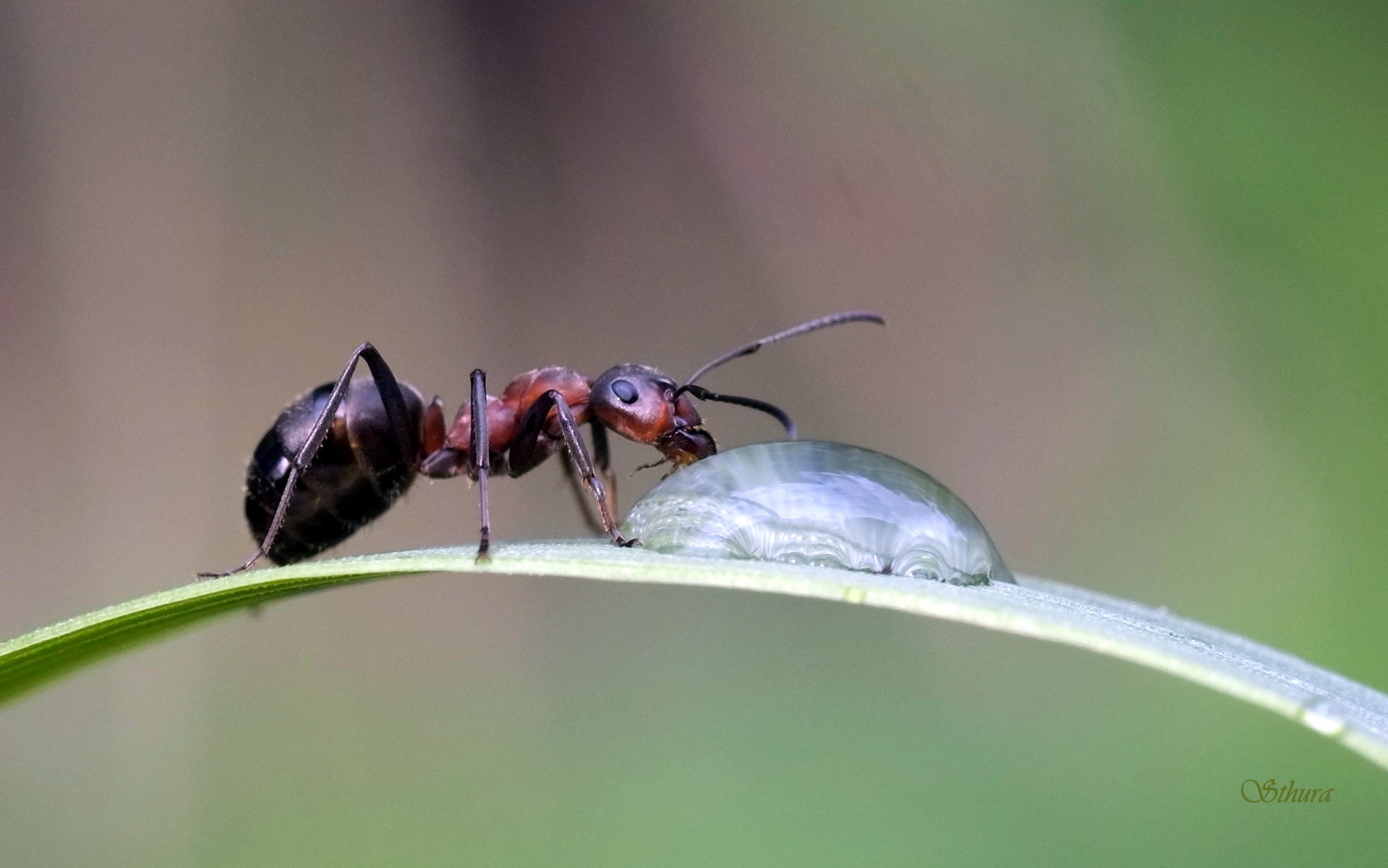 Муравей и капелька.