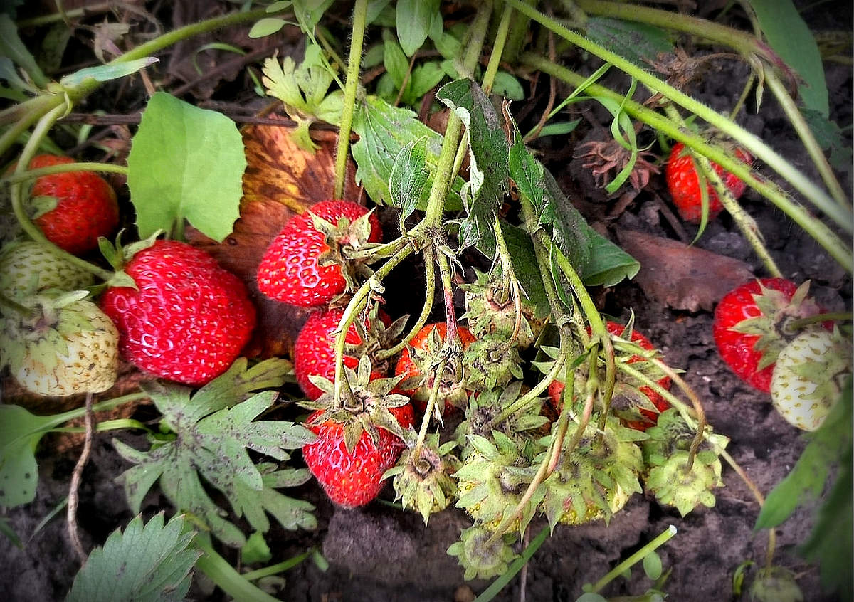 Вкуснотища созрела