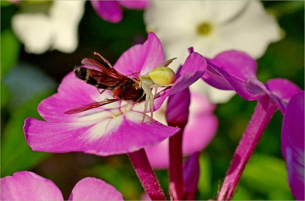 Заготовки на зиму