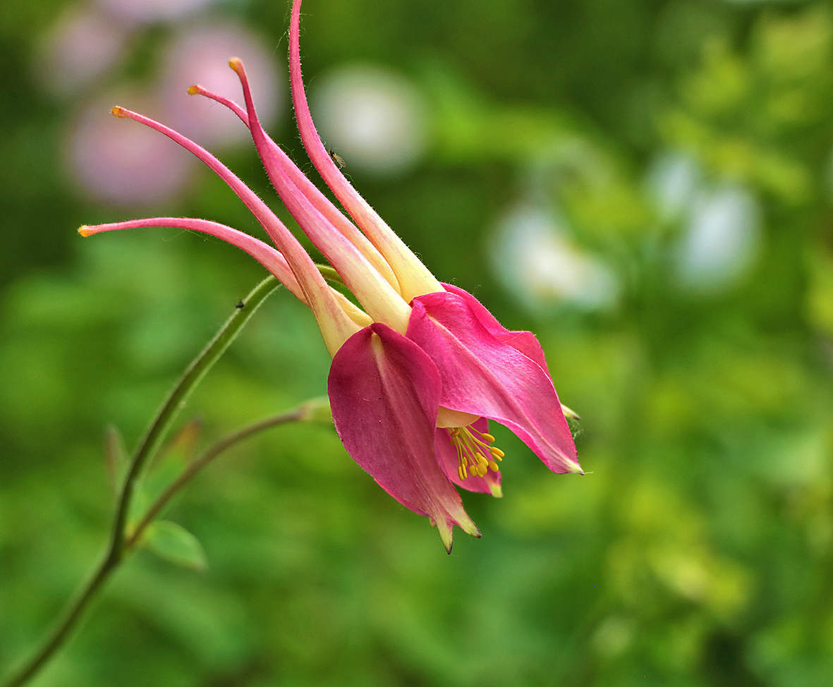 Эльфийская туфелька (аквилегия)