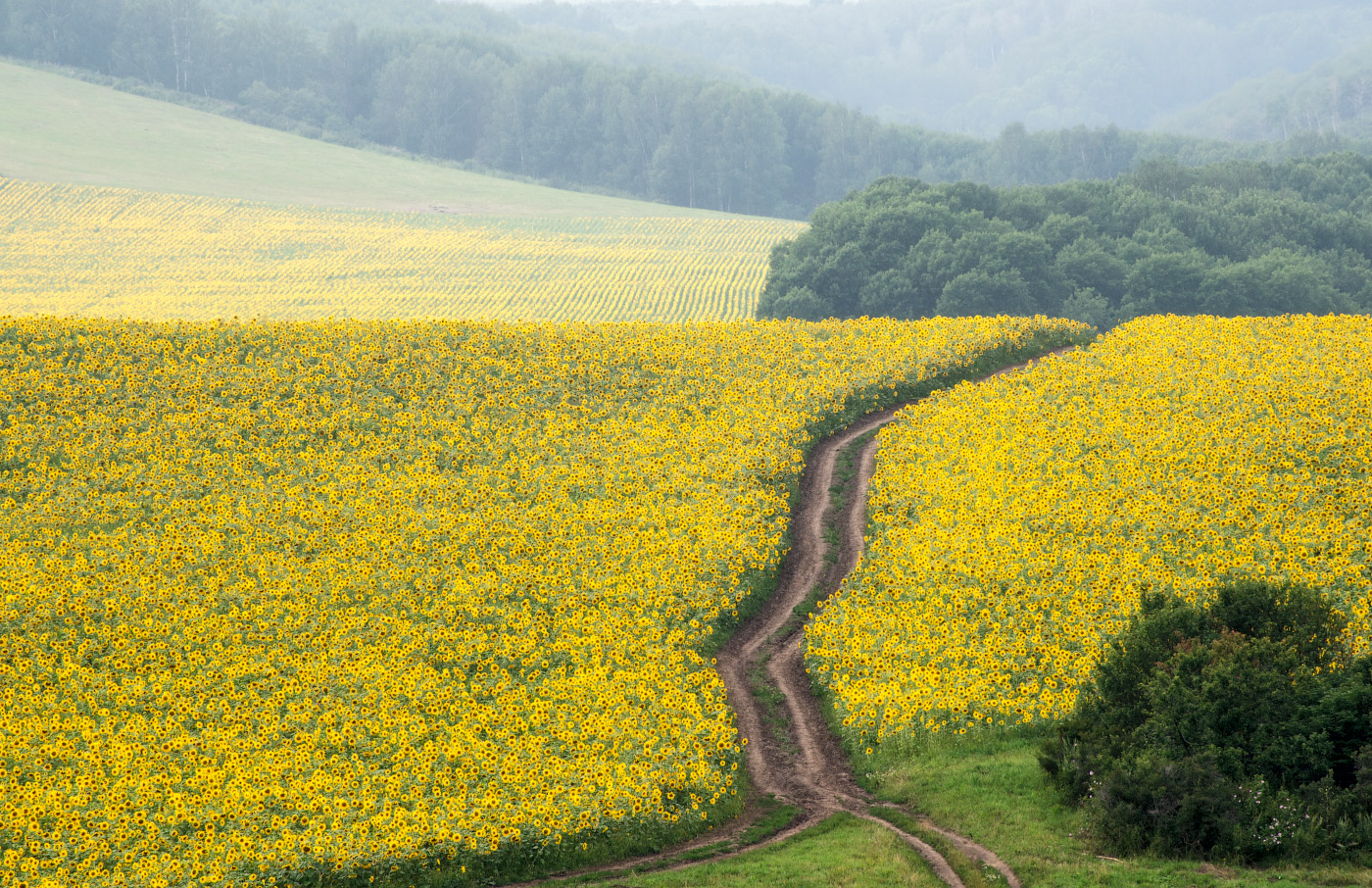 Подсолнечная