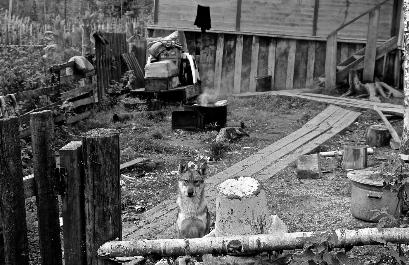 Хозяин двора — на стрёме!