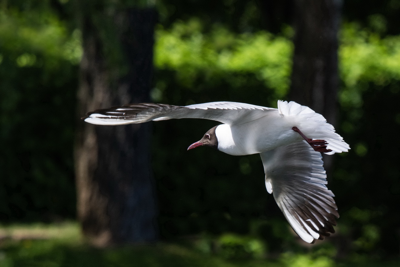 "Боровая" птица :)
