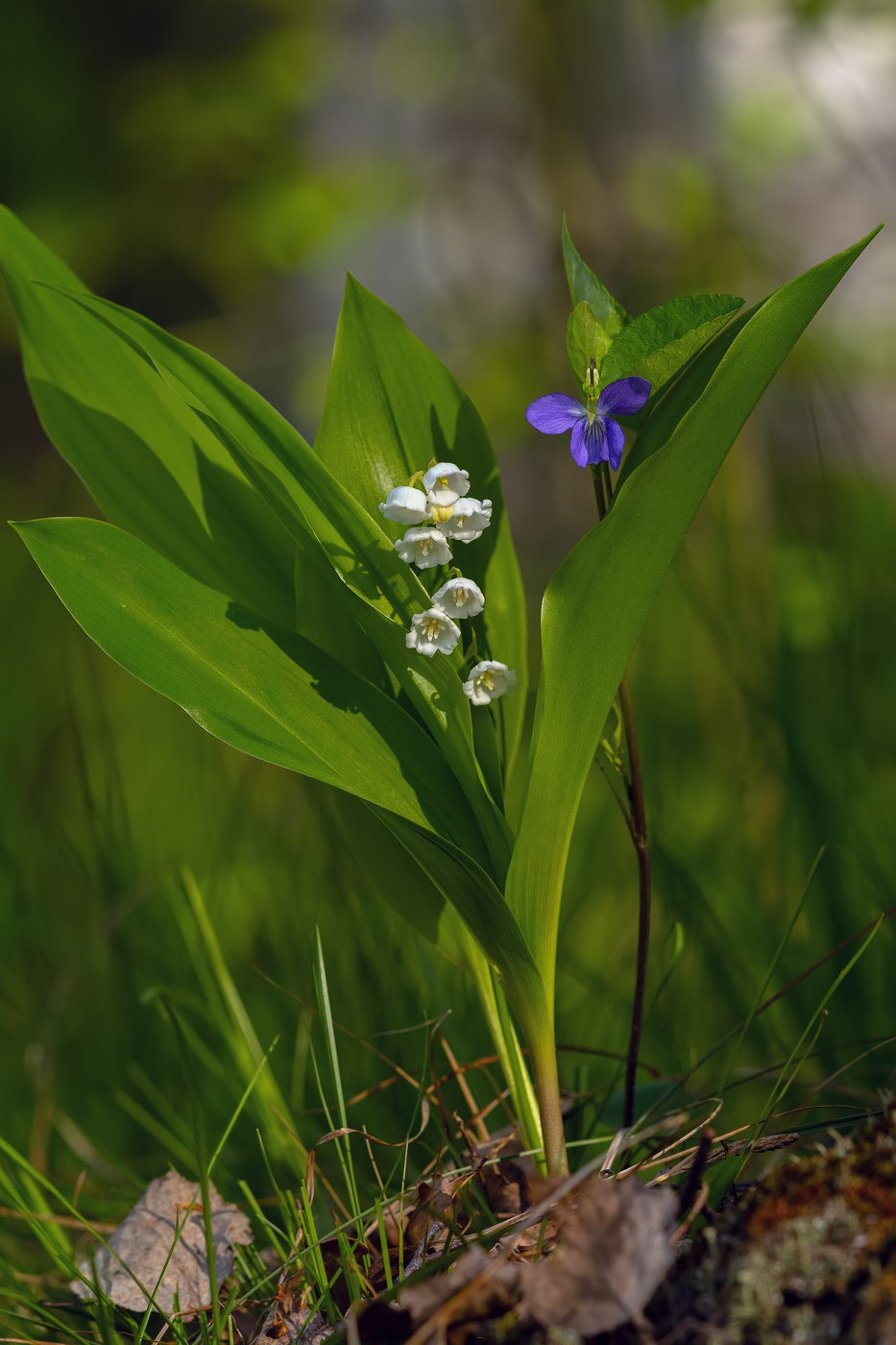 чужая среди своих