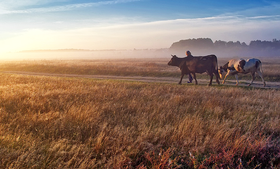 Вернуться на рассвете.