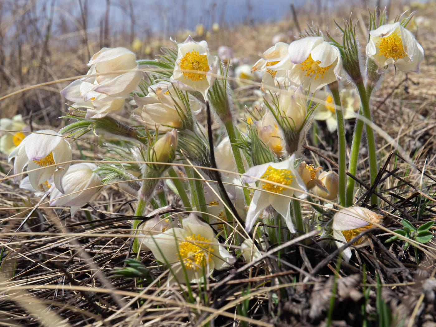 Подснежники