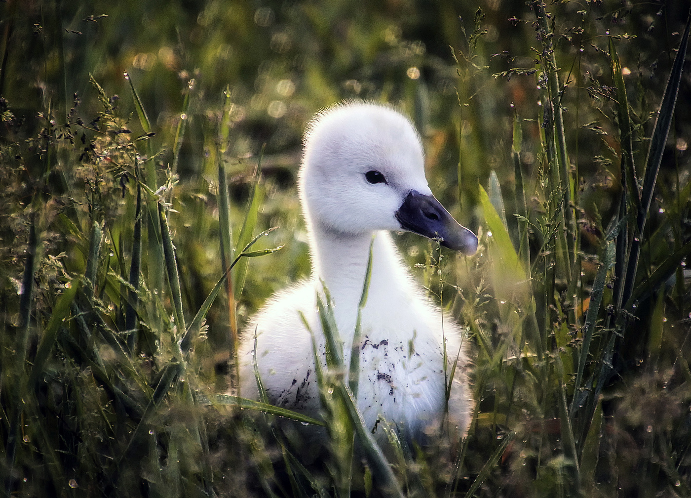 Малыш в траве