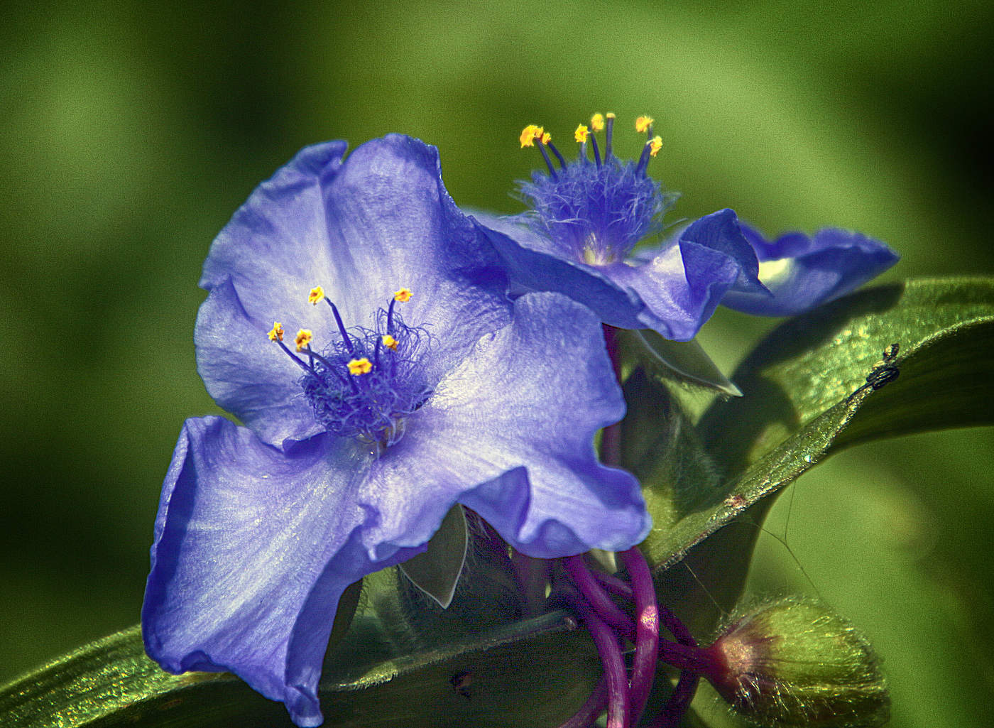 Традесканция